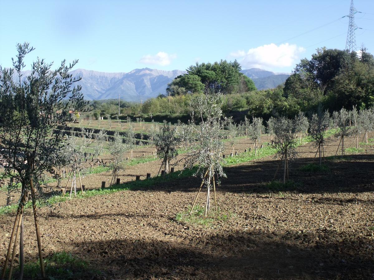 B&B Podere Montese ヴィッラフランカ・イン・ルニジャーナ エクステリア 写真